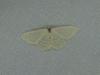 Idaea subsericeata
